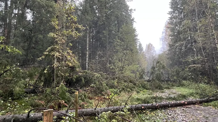 Trær som ligger over tursti.