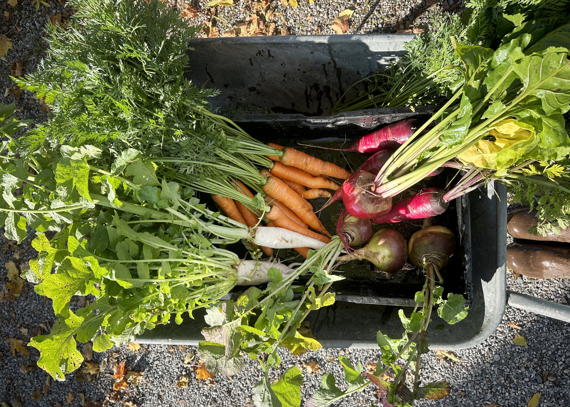 Nyplukkede grønnsaker.