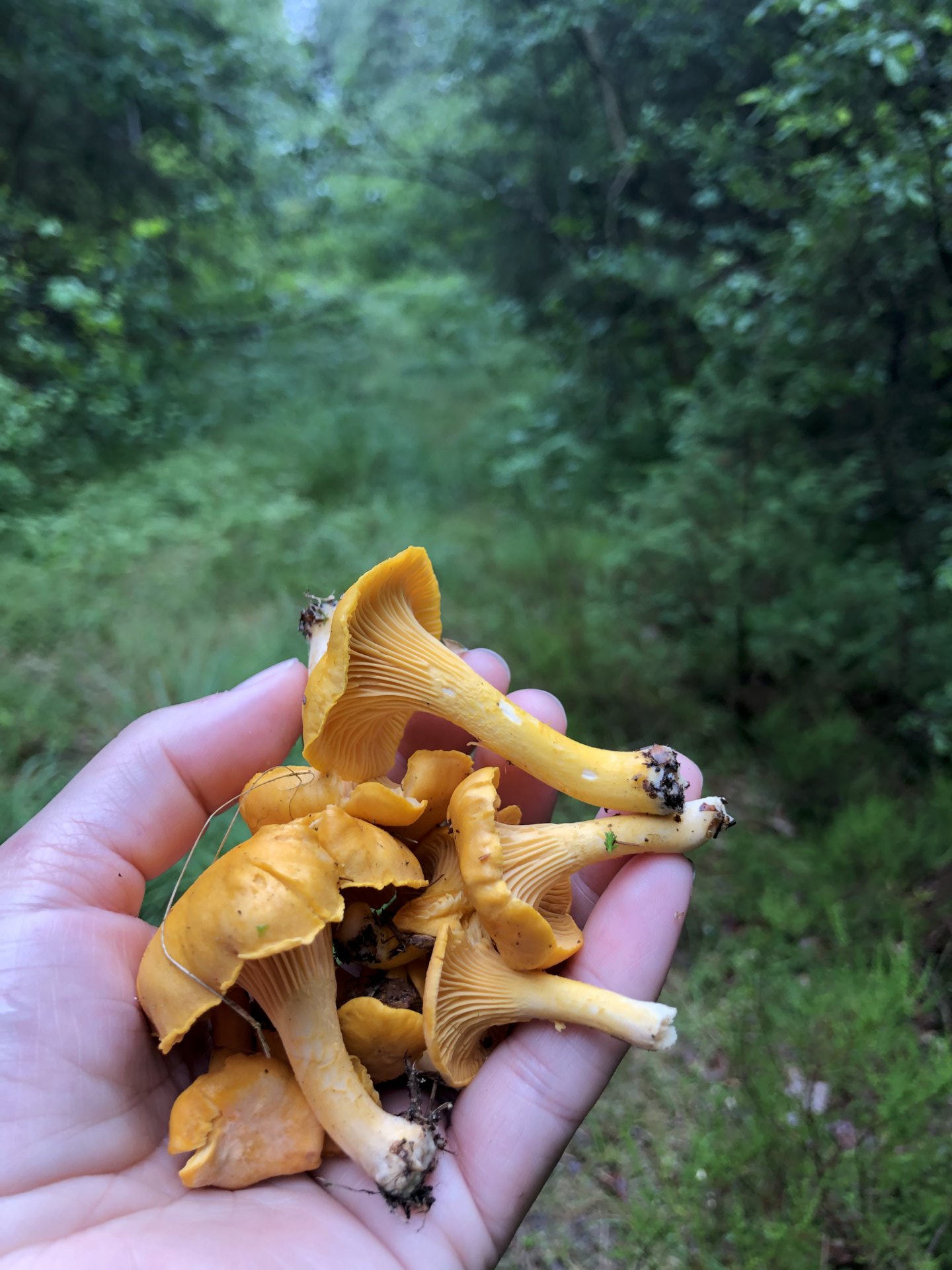 Skal du på sopptur?