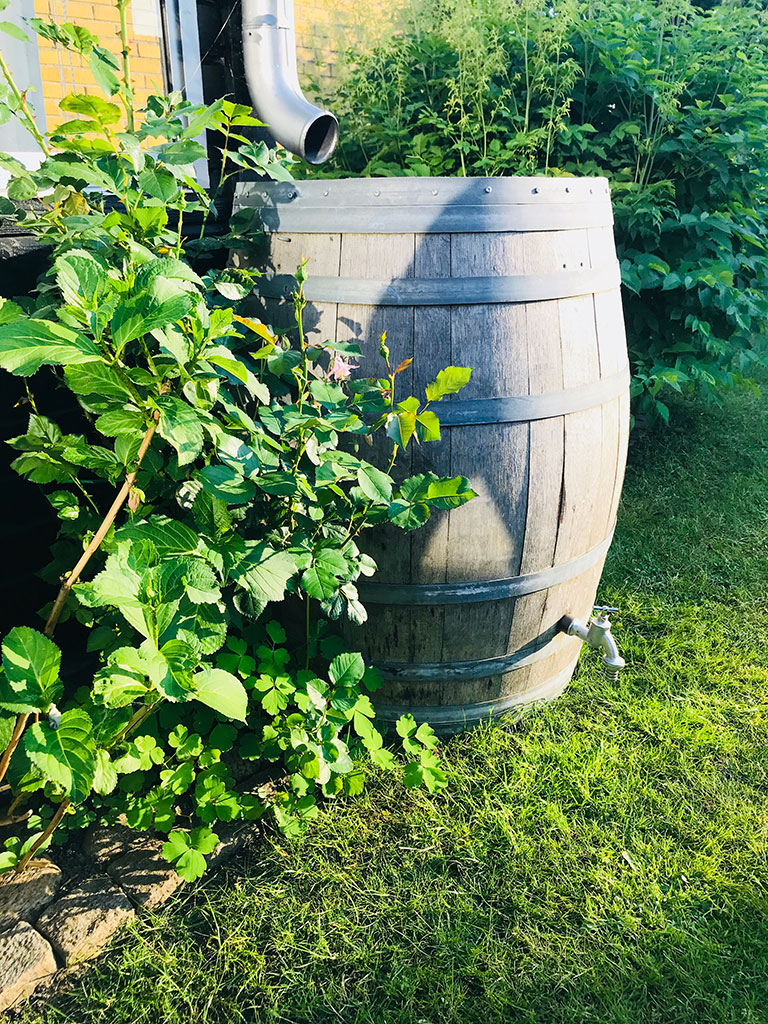 Regnvannstønne plassert inntil husvegg og under et nedløpsrør