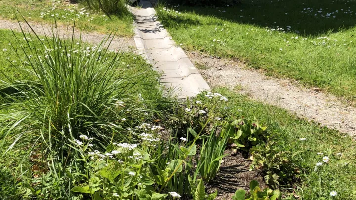 Plan og blomsterbed og en renne hvor regnvannet kan renne til vegetasjonen.