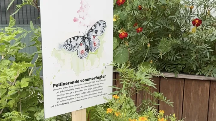 Blomsterkasser med blomster som insektene liker.